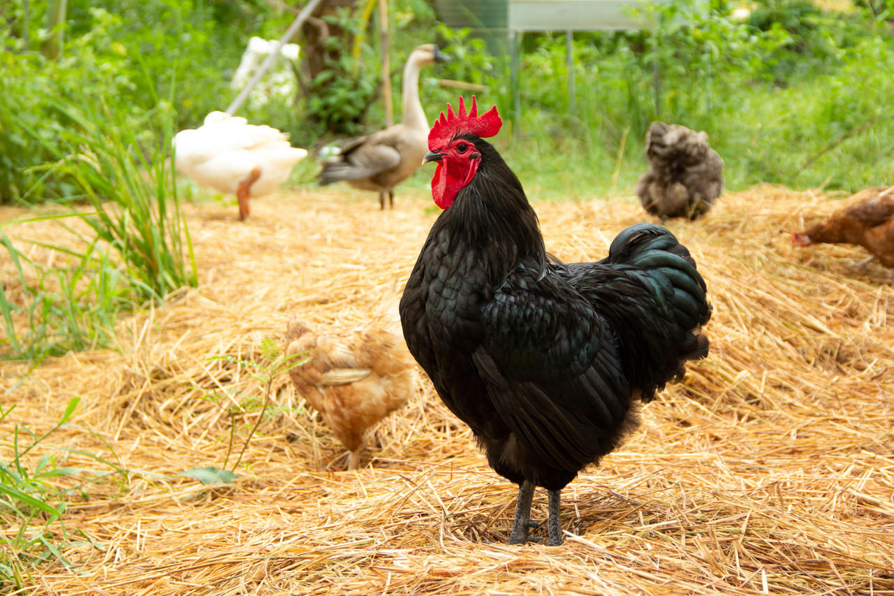 Black Australorp Chicks, Female