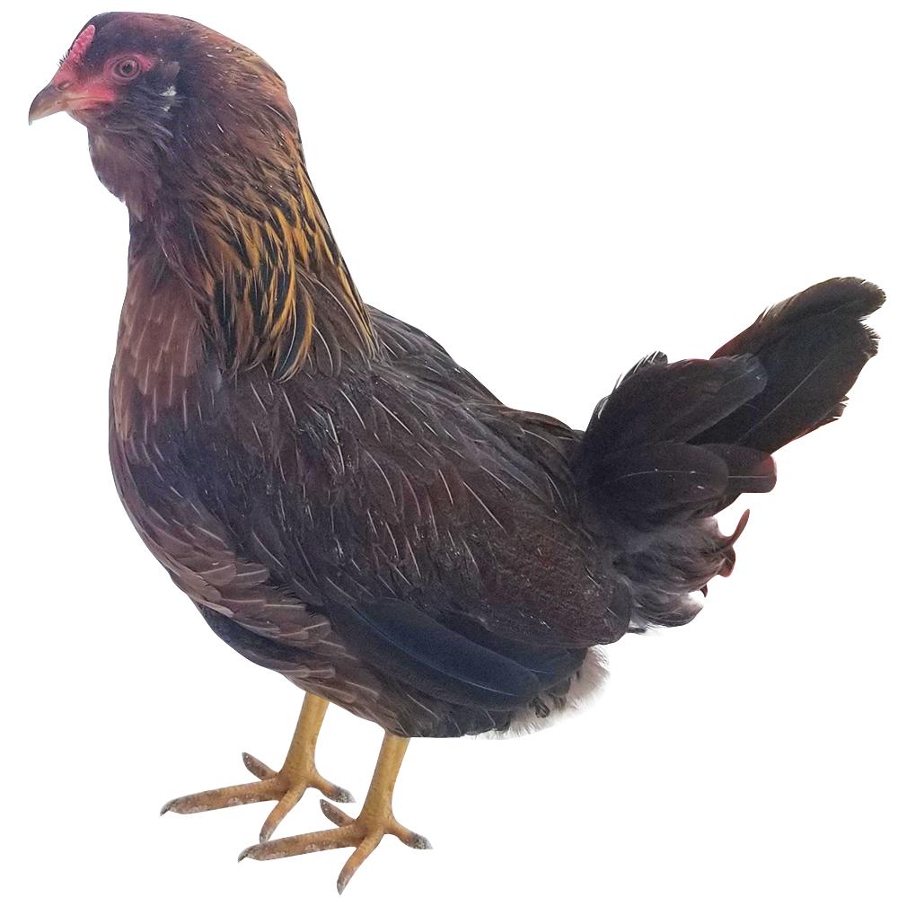 Olive Egger Chicks, Female