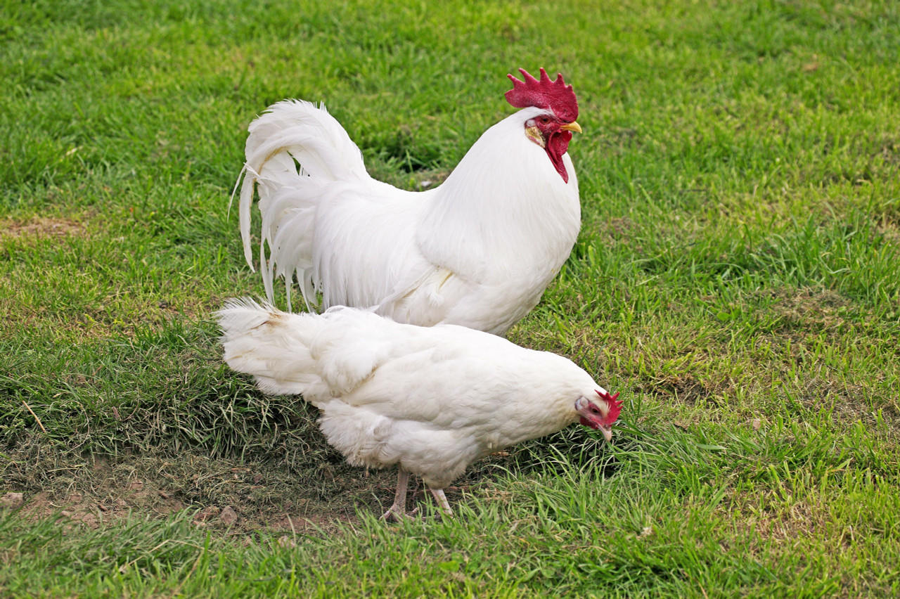 White Leghorn Chicks, Male