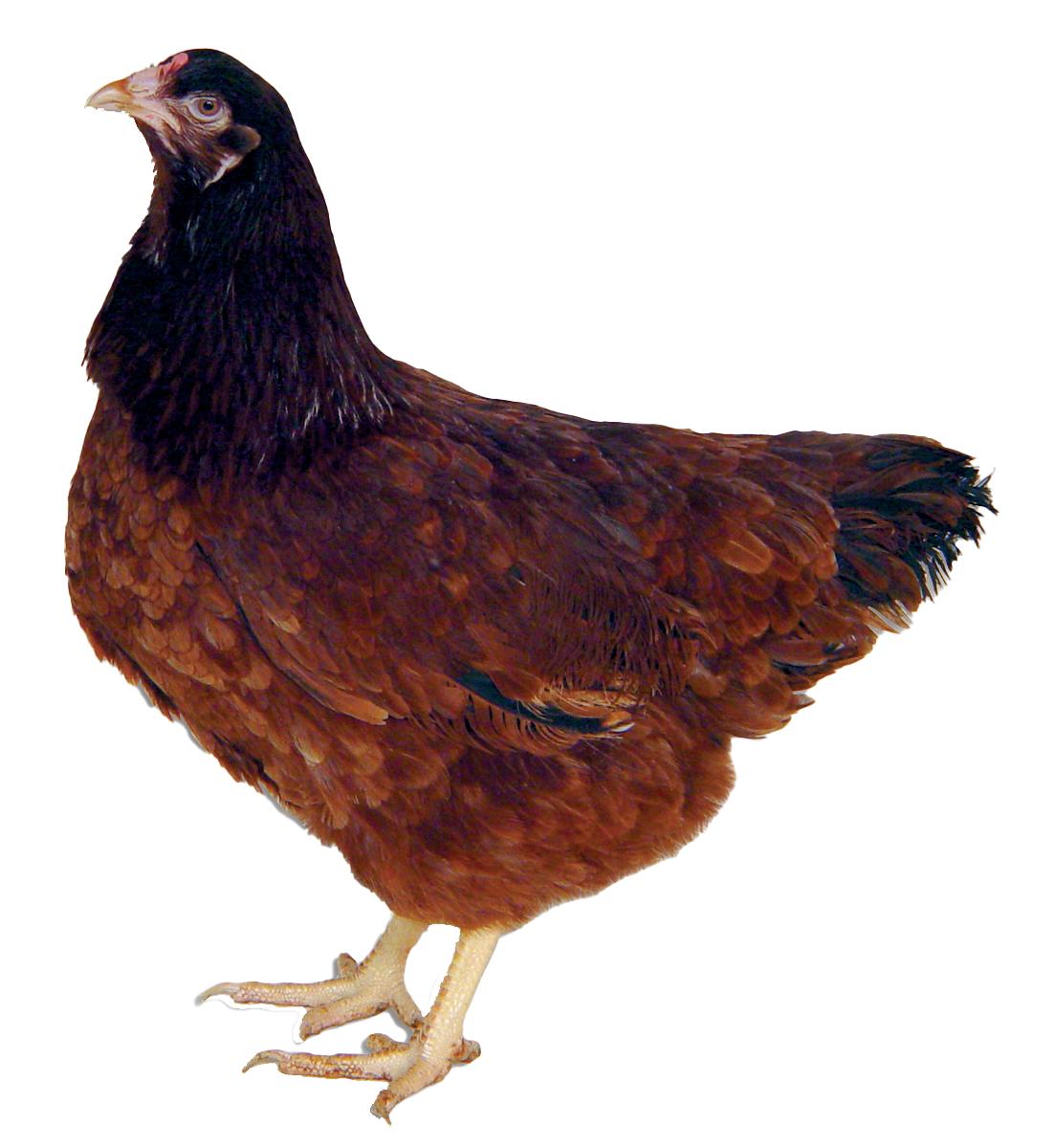 Buckeye Chicks, Female