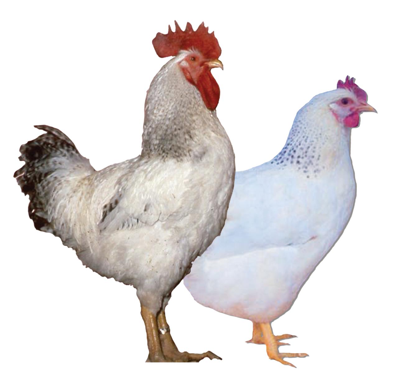 Delaware Chicks, Female