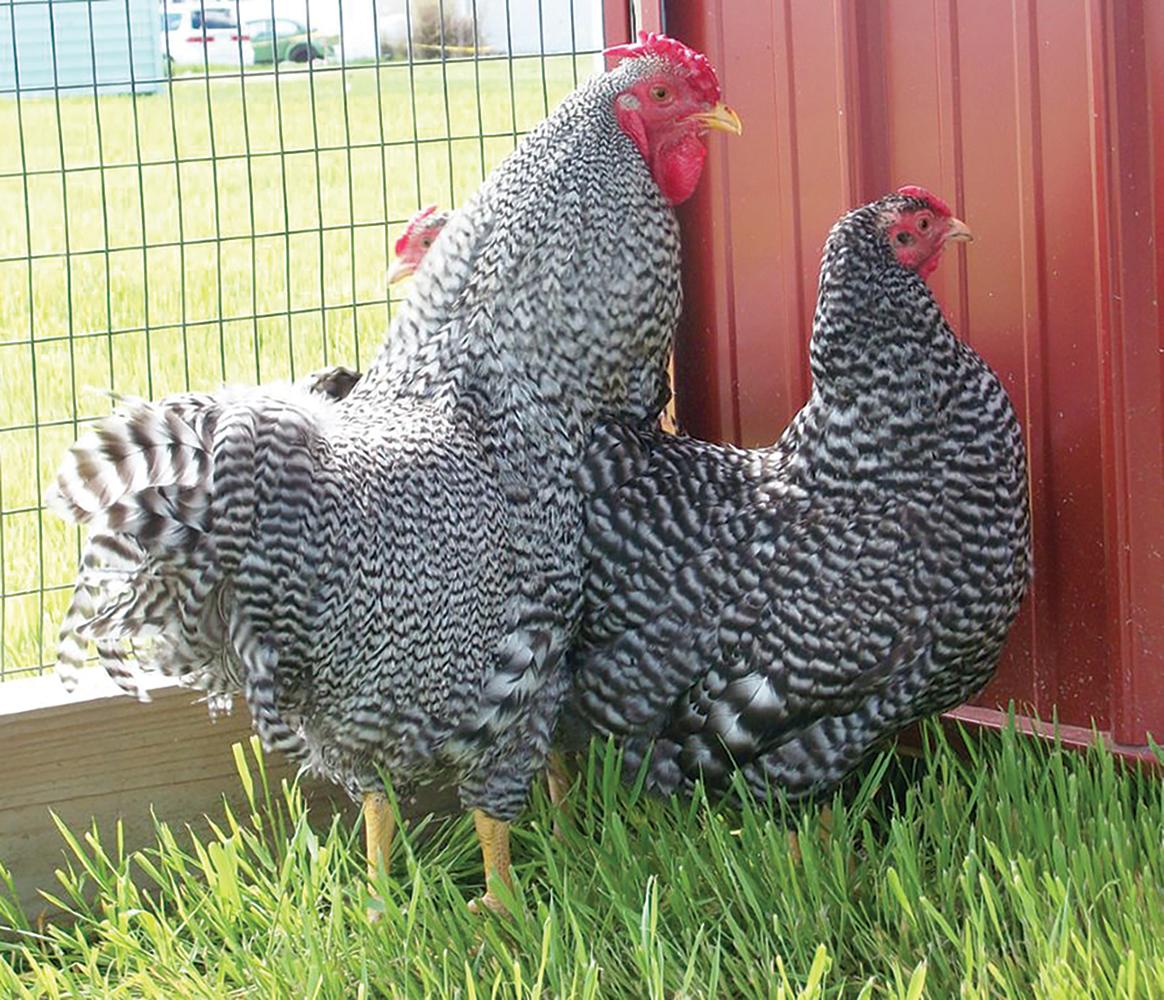 Dominique Chicks, Female