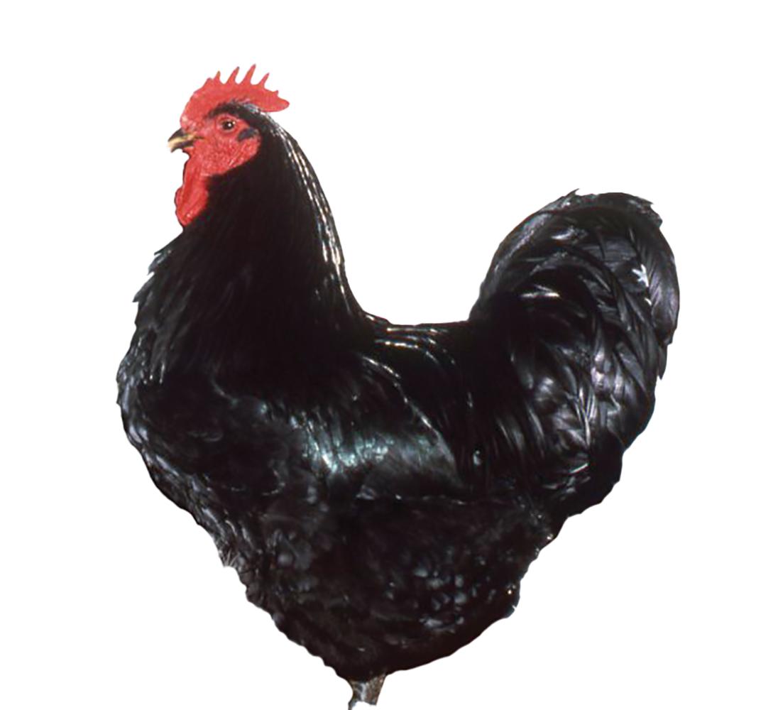 Black Jersey Giant Chicks, Male