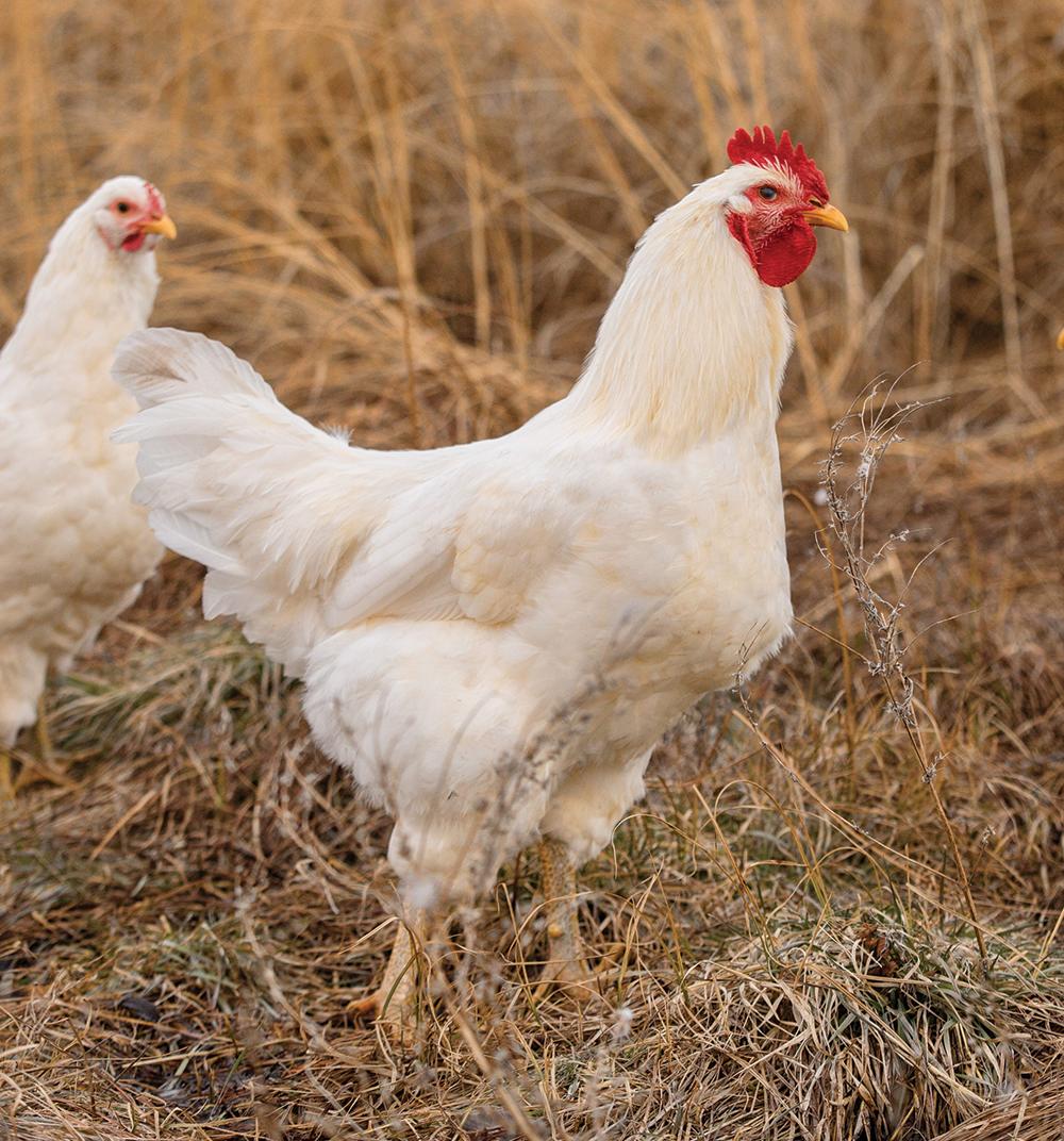 White Jersey Giant Chicks, Male