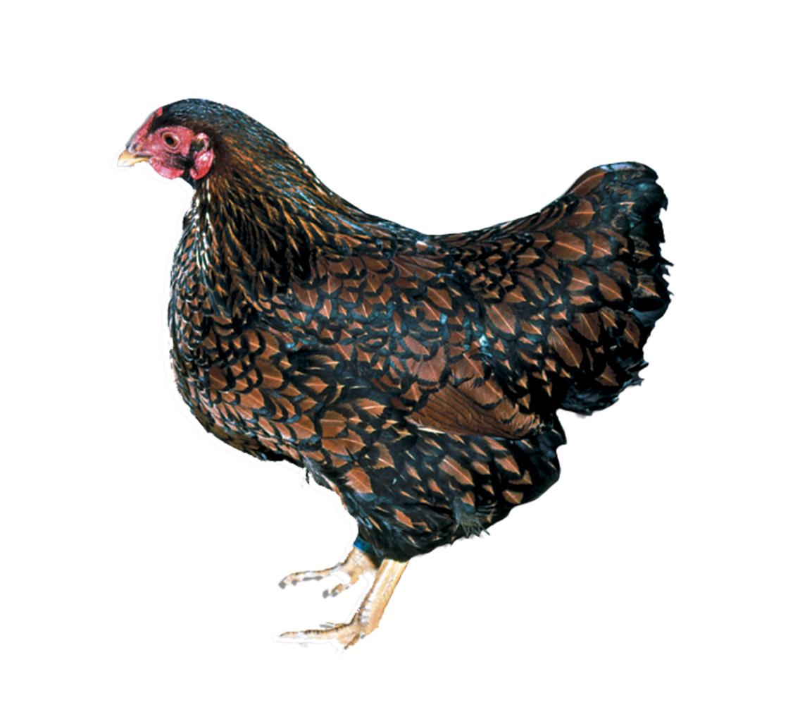 Black Laced Gold Wyandotte Chicks, Female