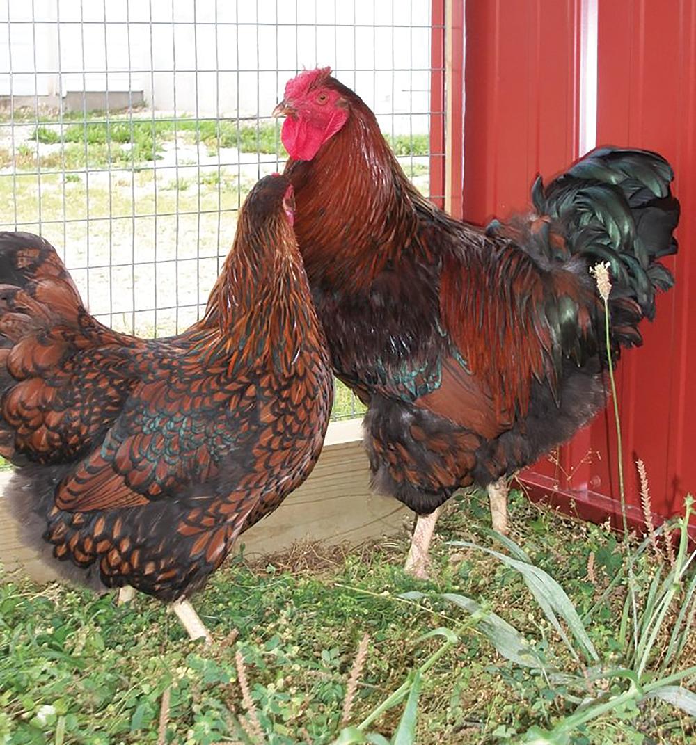 Black Laced Red Wyandotte Chicks, Male