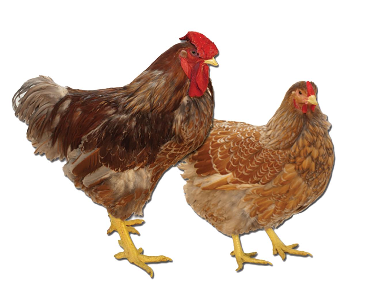 Blue Laced Red Wyandotte Chicks, Male