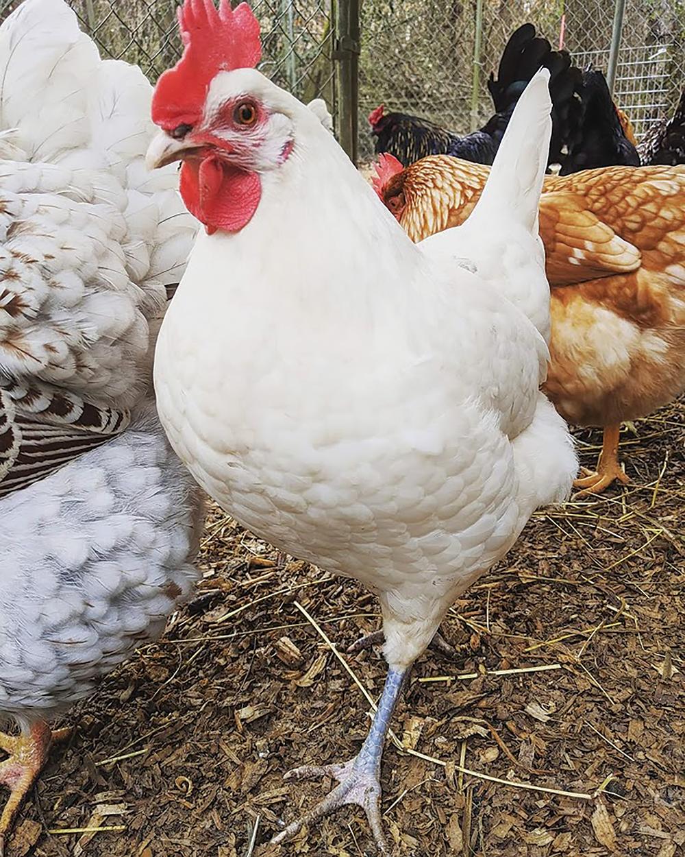 Austra White Chicks, Male