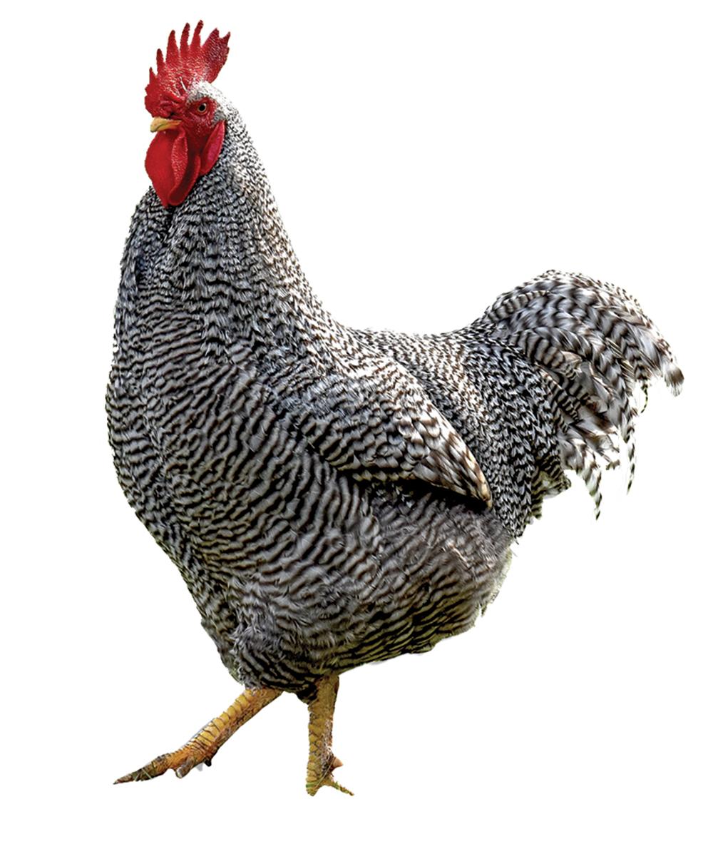 Cuckoo Maran Chicks, Female