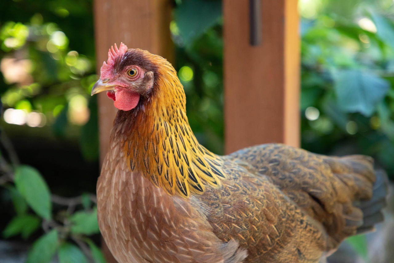 Welsummer Chicks, Not Sexed