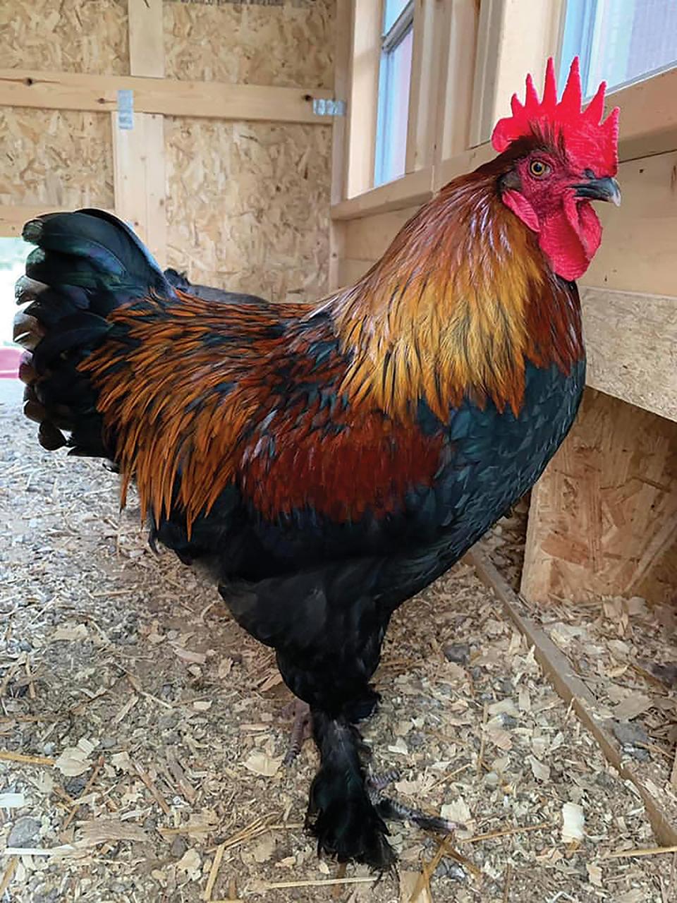 French Black Copper Maran Chicks, Male