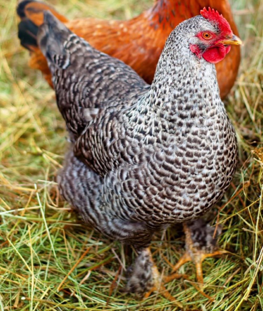 French Cuckoo Maran Chicks, Female