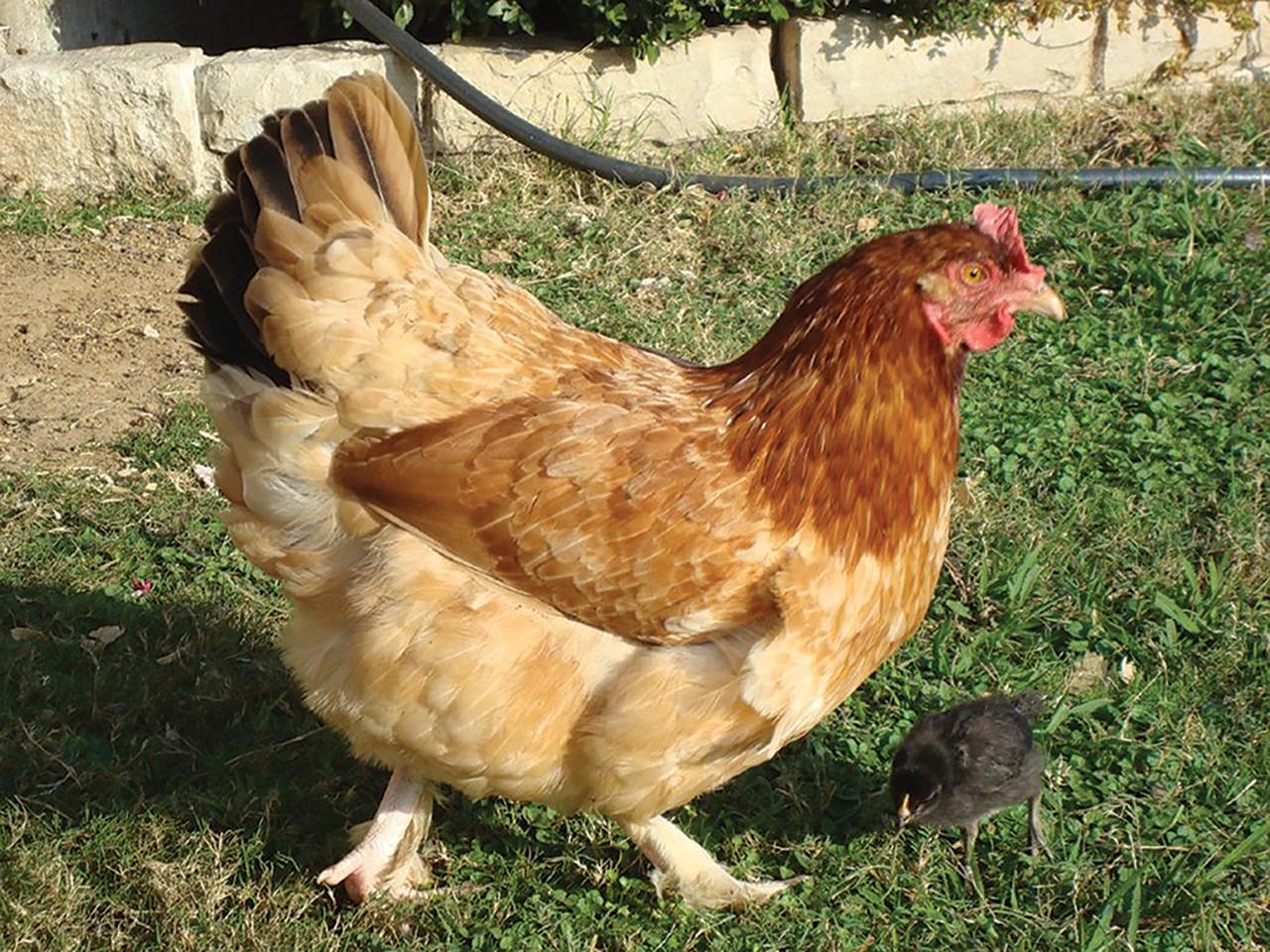 French Wheaten Maran Chicks, Female