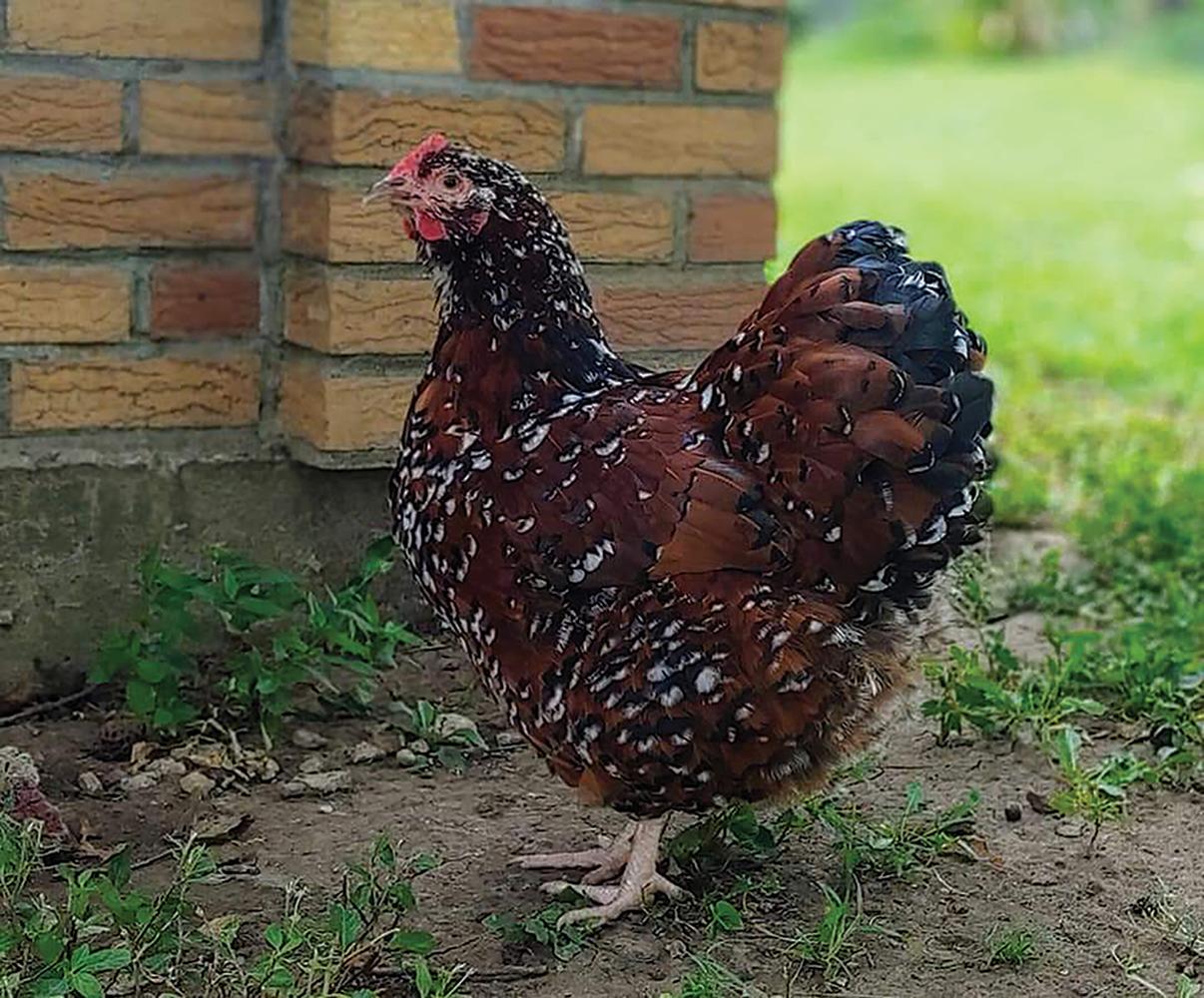 Jubilee Orpington Chicks, Not Sexed