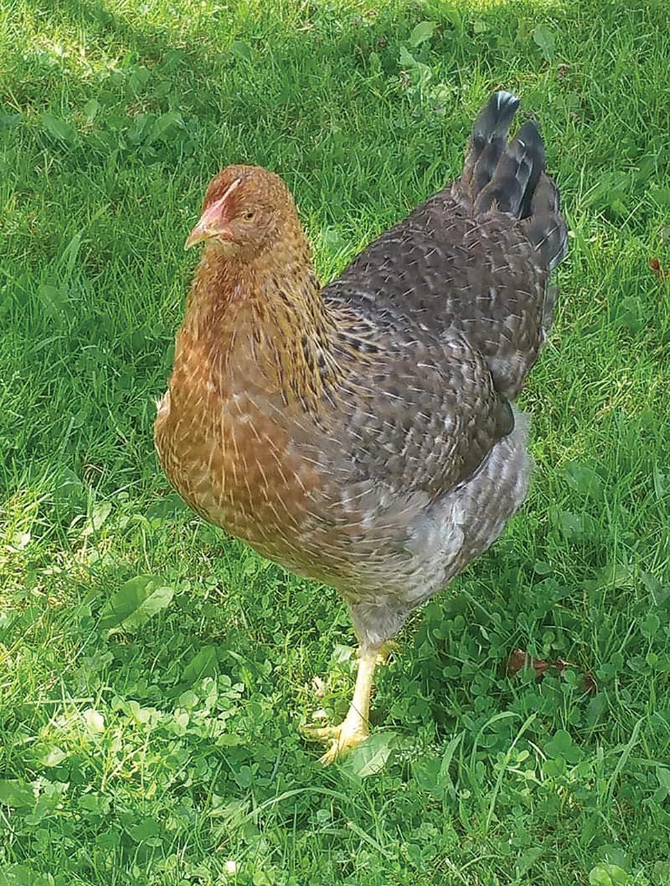 Bielefelder Chicks, Male