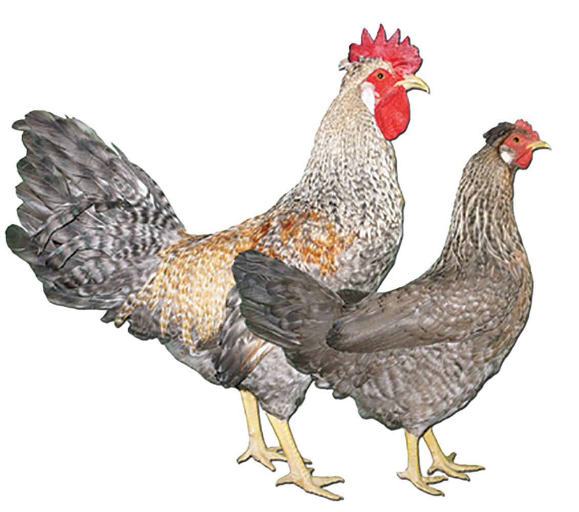 Cream Legbar Chicks, Male