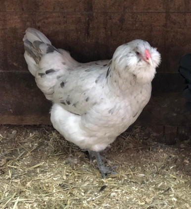 Splash Ameraucana Chicks, Female