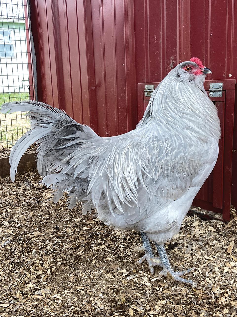 Lavender Ameraucana Chicks, Female