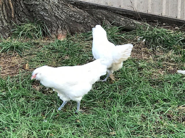 White Ameraucana Chicks, Male