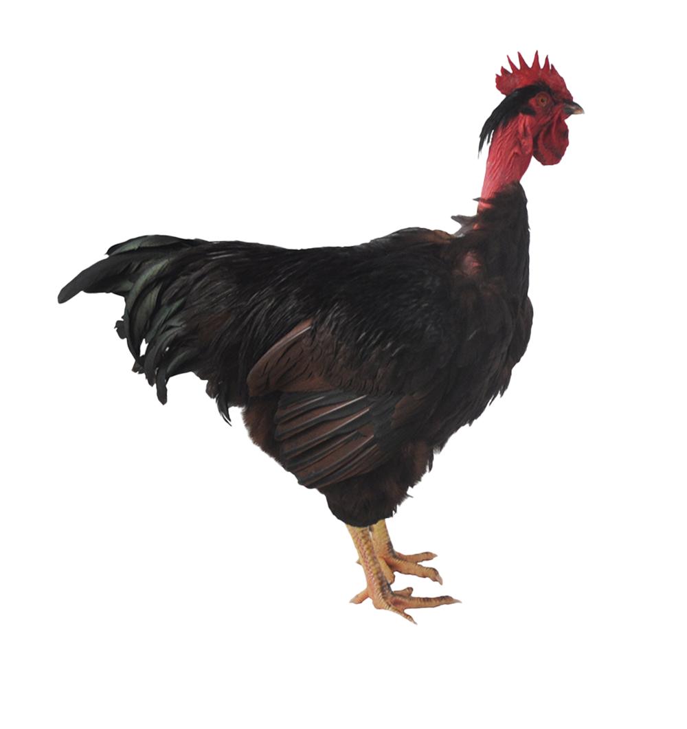 Turken Naked Neck Chicks, Not Sexed