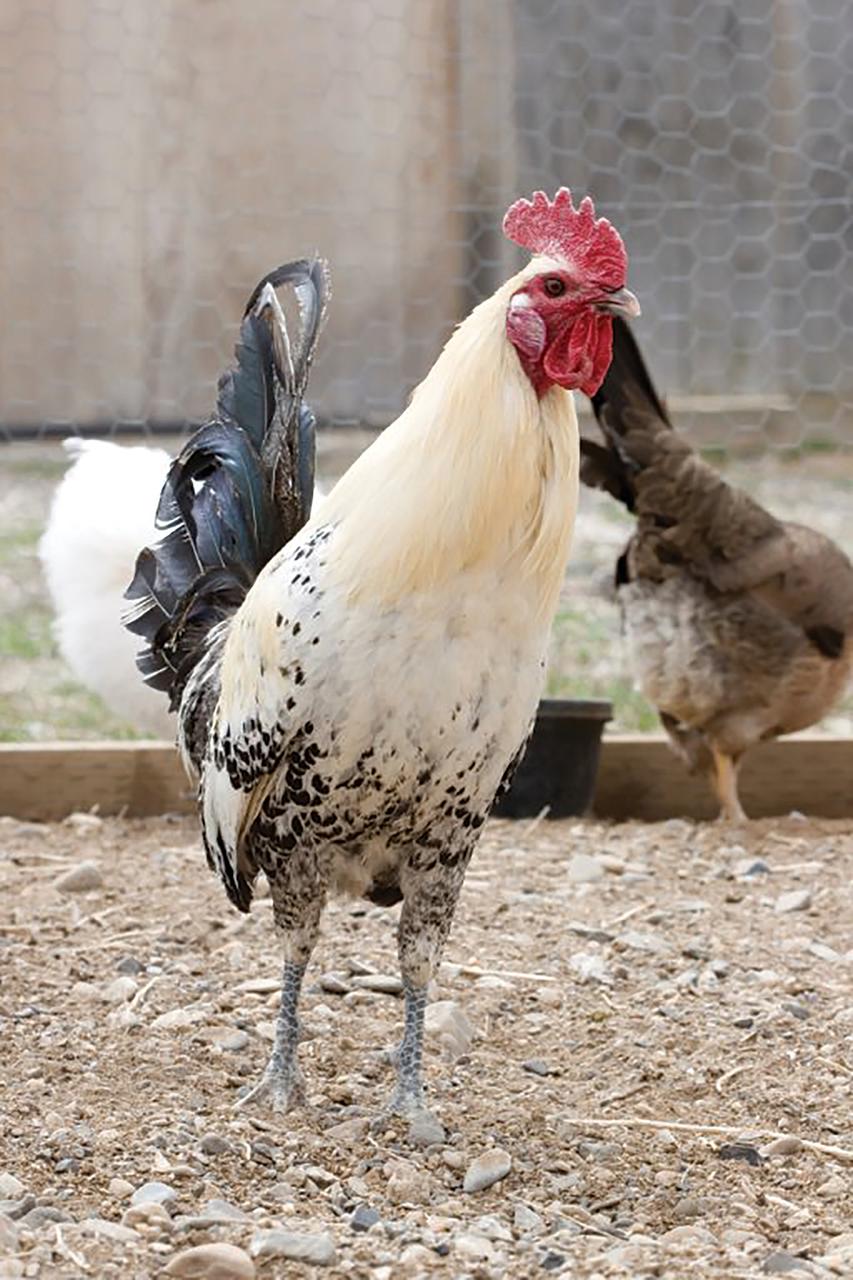 Egyptian Fayoumis Chicks, Not Sexed