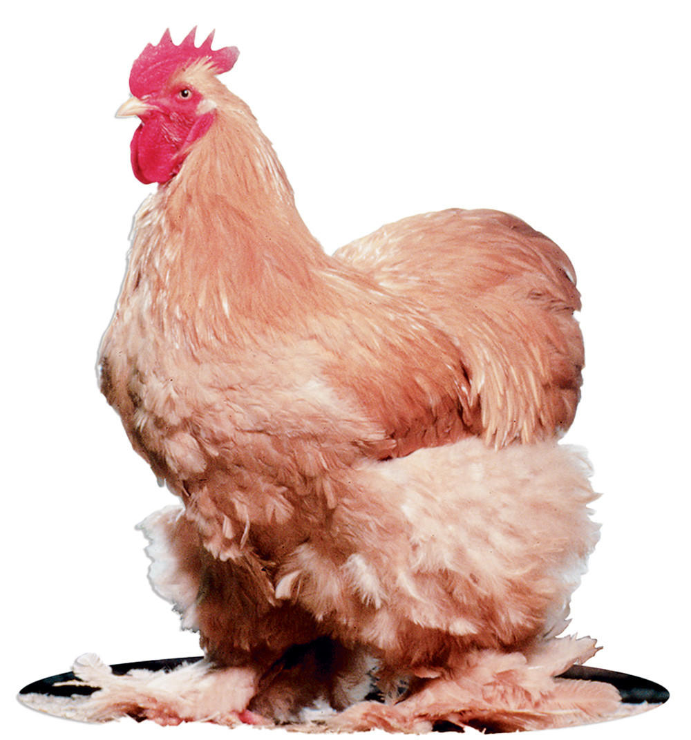 Buff Standard Cochin Chicks, Not Sexed