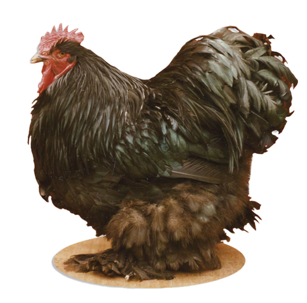 Black Standard Cochin Chicks, Not Sexed