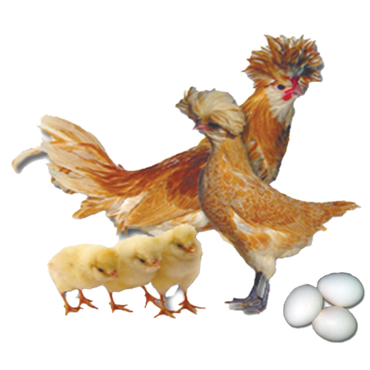 Buff Laced Polish Chicks, Not Sexed