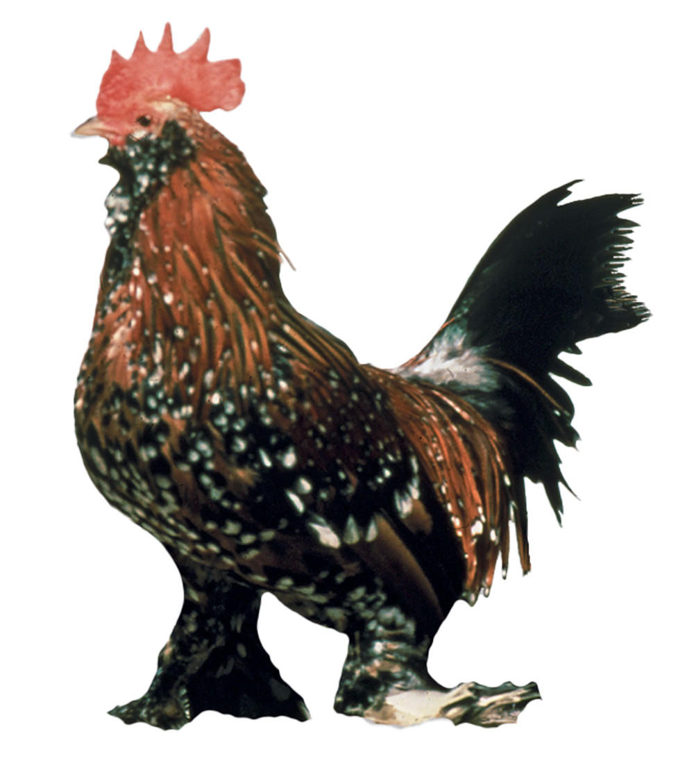 Mille Fleur D'uccle Bantam Chicks, Not Sexed