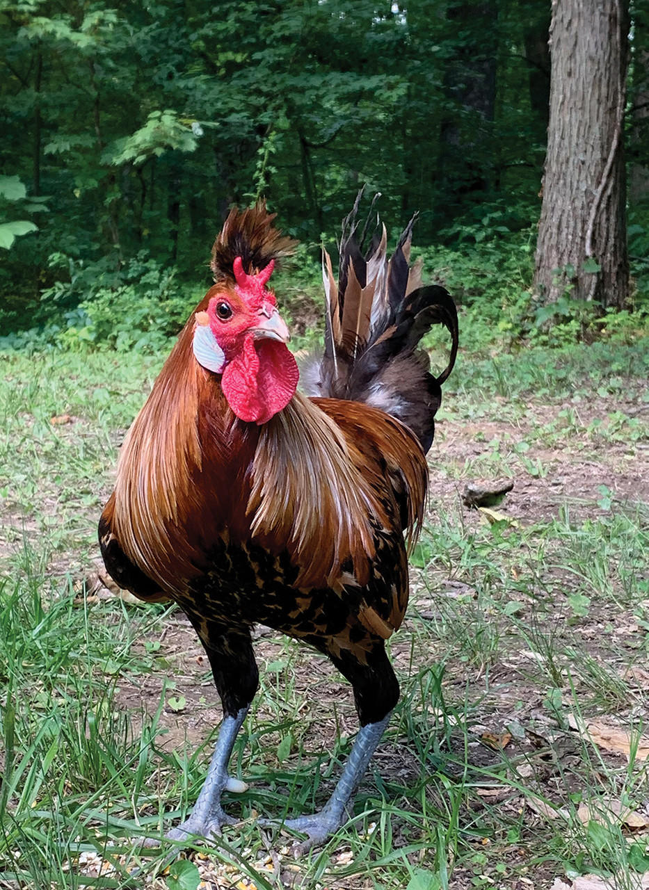 Golden Spitzhauben Chicks, Not Sexed