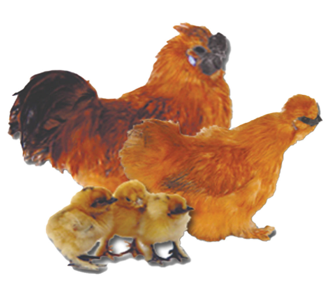 Buff Silkie Bantam Chicks, Not Sexed