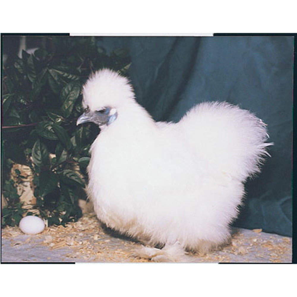 John,Paul&George参加！THE SILKIE White_SIlkie_Bantam__88899.