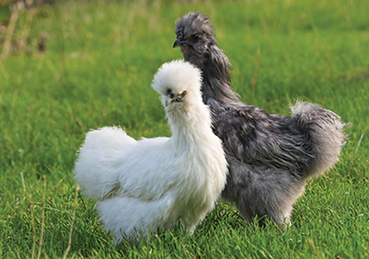 Silkie Surplus Bantam Chicks, Not Sexed