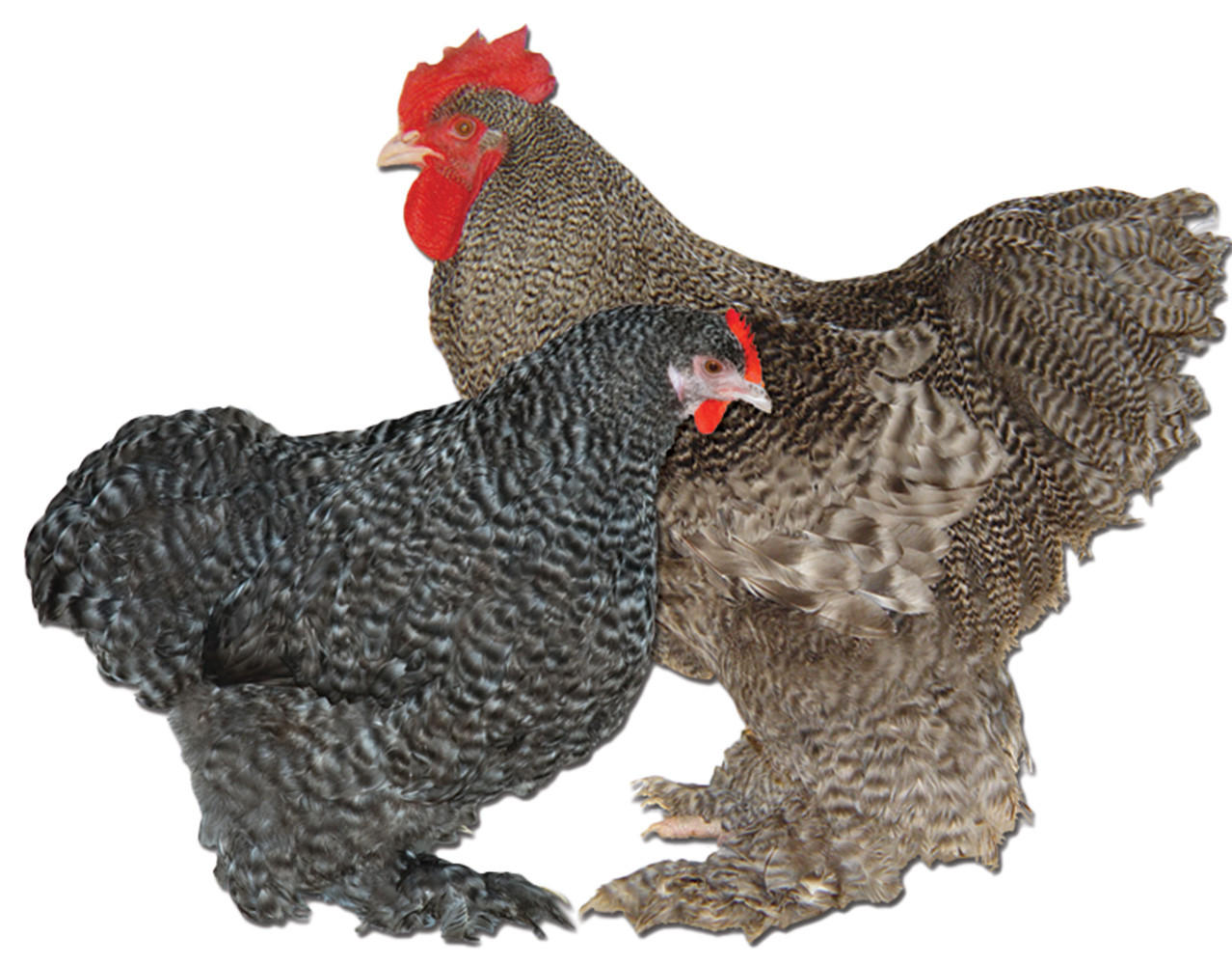 Barred Cochin Bantam Chicks, Not Sexed