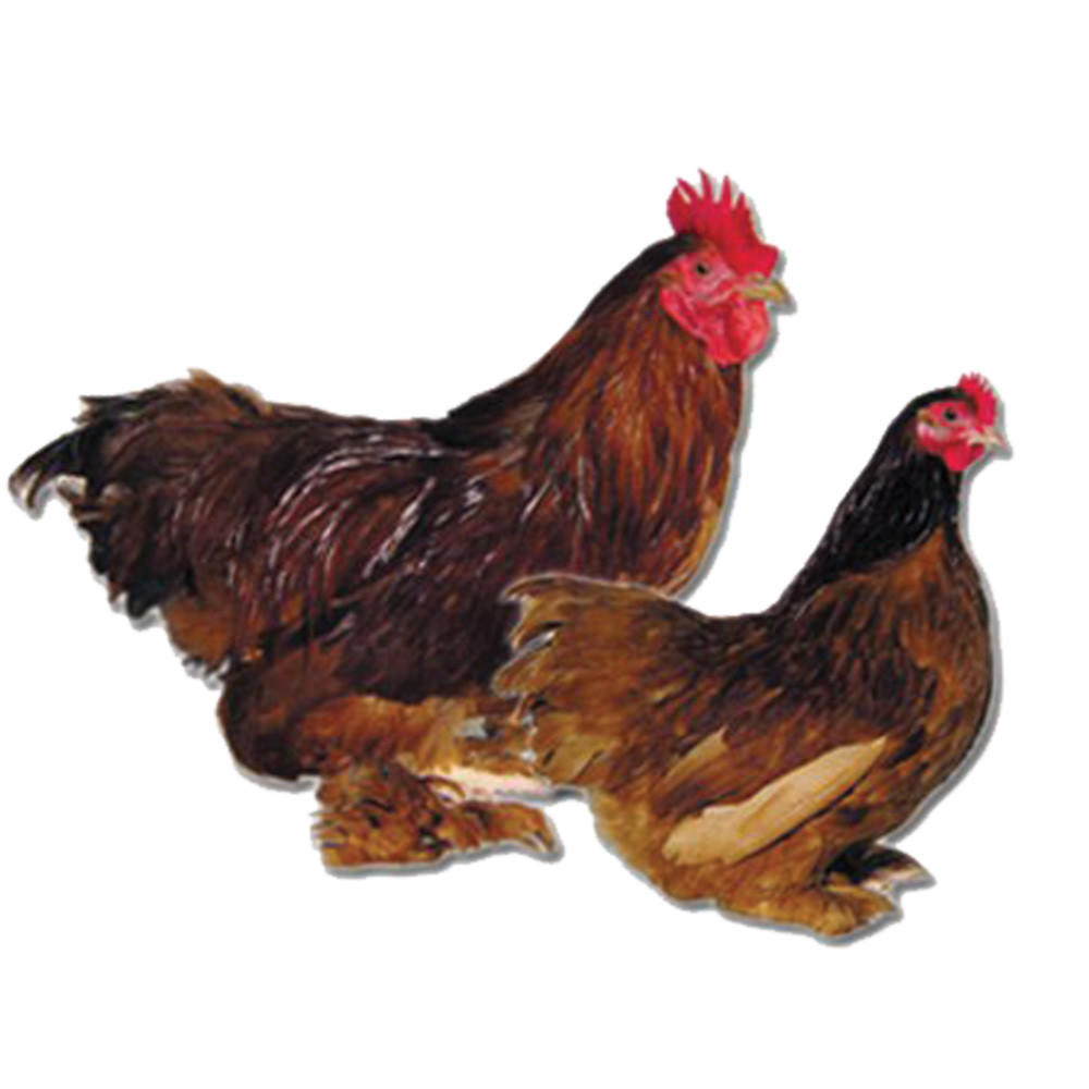 Red Cochin Bantam Chicks, Not Sexed