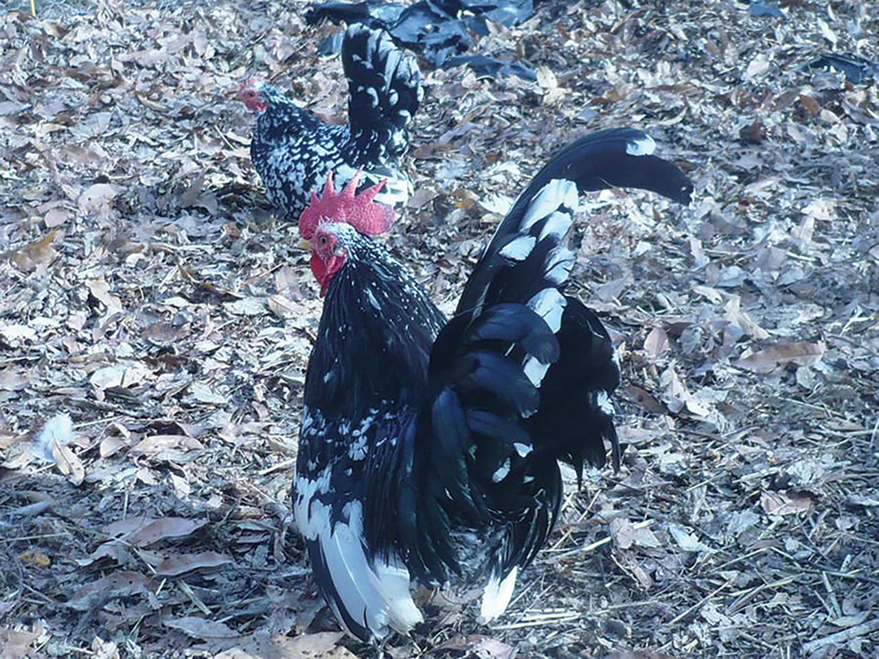 Mottled Japanese Bantam Chicks, Not Sexed