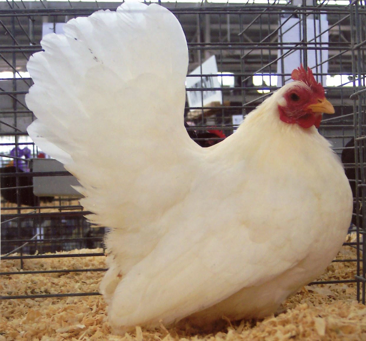 White Japanese Bantam Chicks, Not Sexed