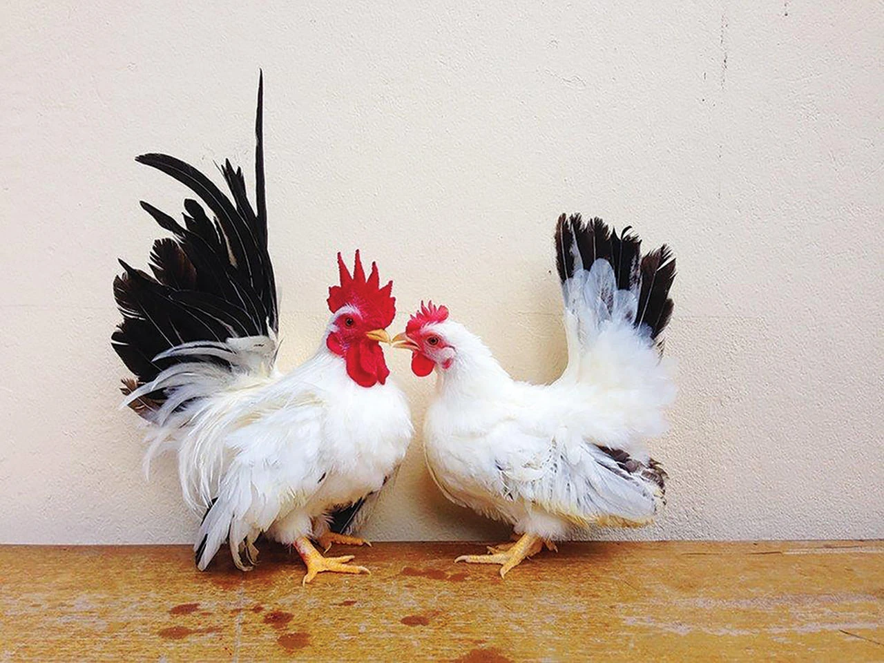 Black Tailed White Japanese Bantam Chicks, Not Sexed