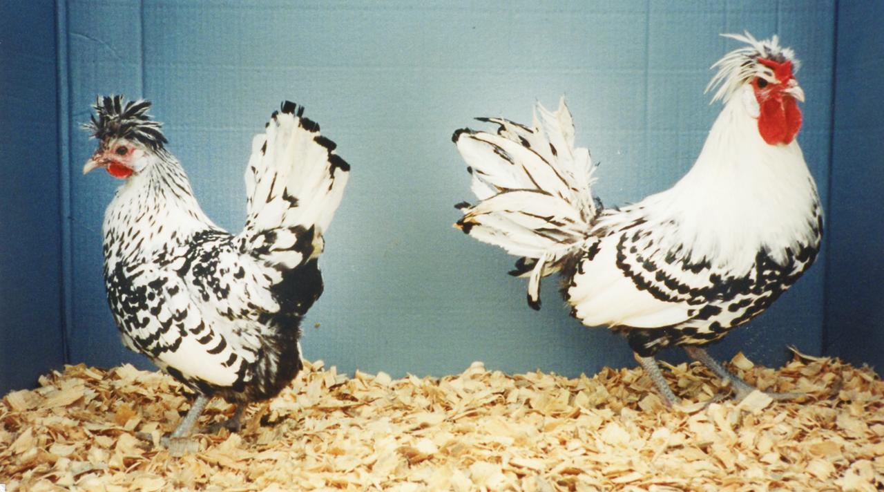 Silver Spitzhauben Chicks, Not Sexed
