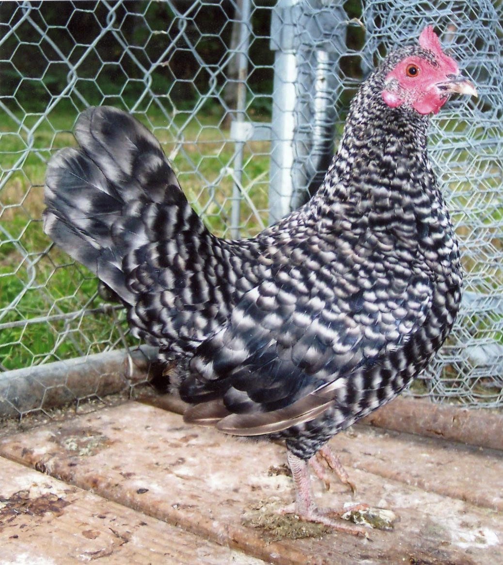 Barred Old English Bantam Chicks, Not Sexed