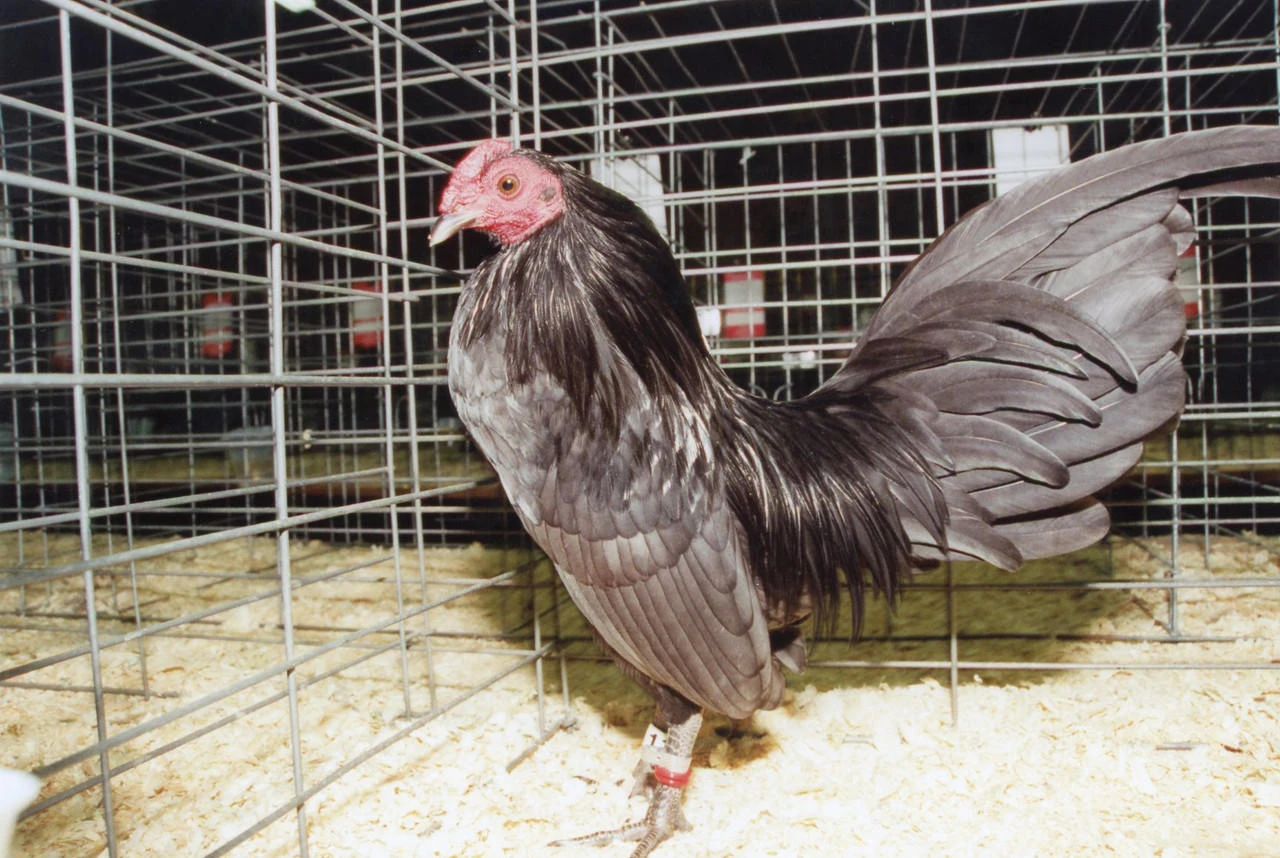 Blue Old English Bantam Chicks, Not Sexed