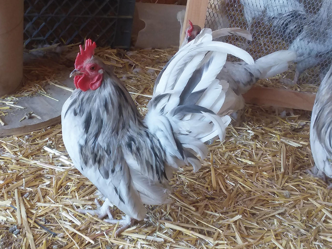 Splash Old English Bantam Chicks, Not Sexed