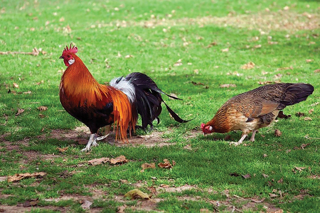 Black Breasted Red Phoenix Chicks, Not Sexed
