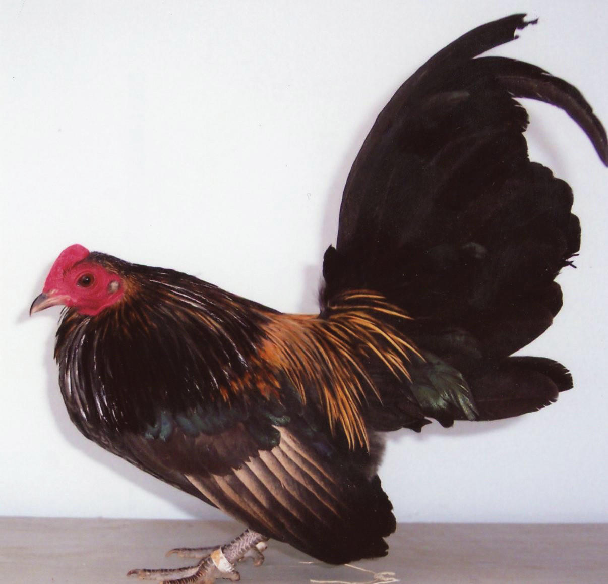 Brassy Black Old English Bantam Chicks, Not Sexed