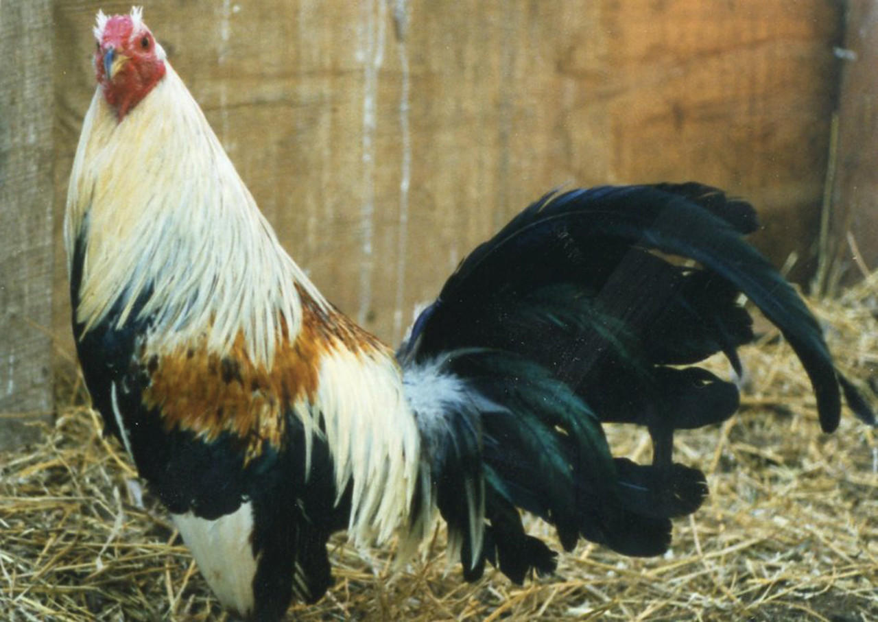Gold Duckwing Standard Old English Chicks, Not Sexed