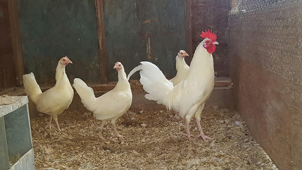 White Standard Old English Chicks, Not Sexed