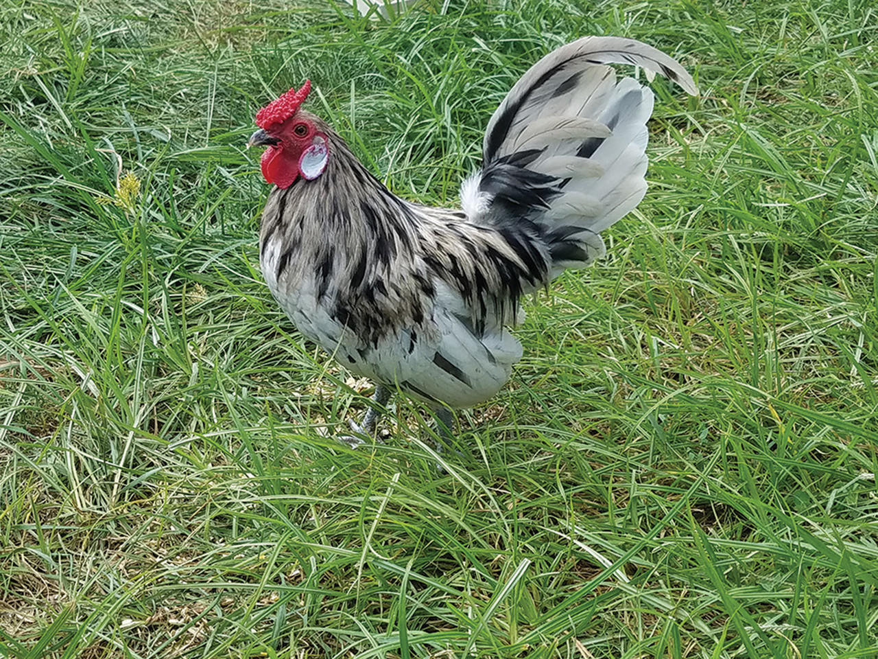 Splash Rosecomb Bantam Chicks, Not Sexed