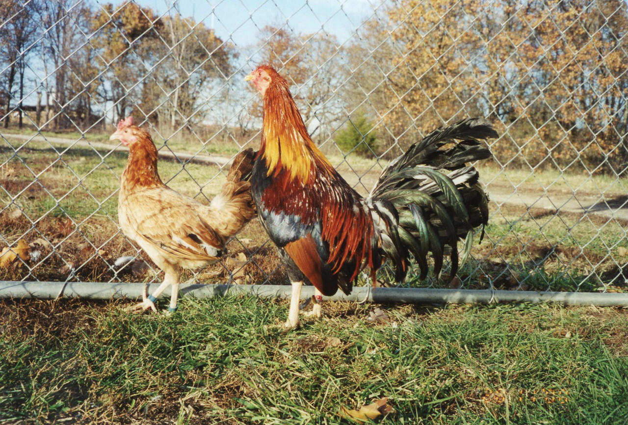 Wheaten Standard Old English Chicks, Not Sexed