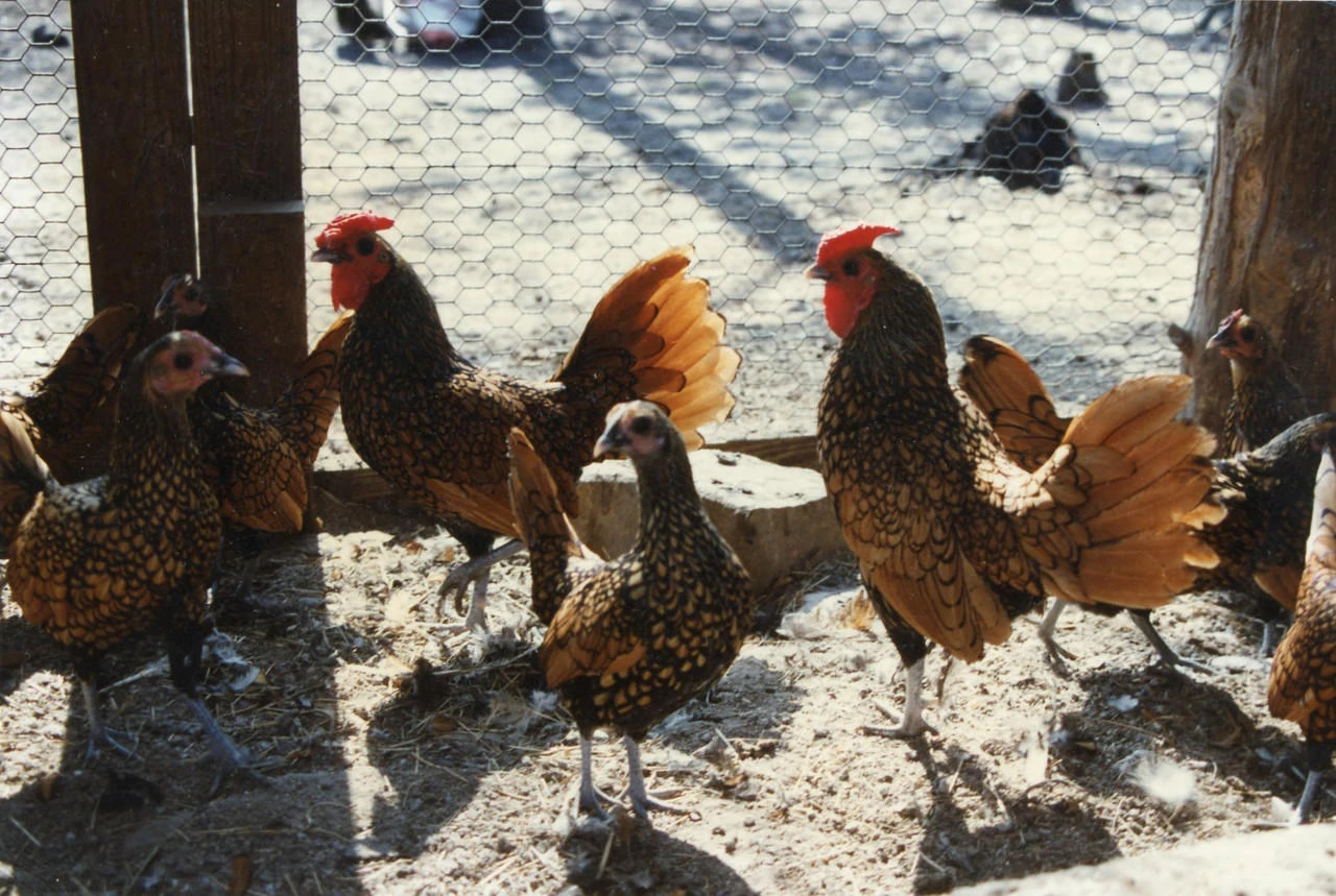 Golden Sebright Bantam Chicks, Not Sexed