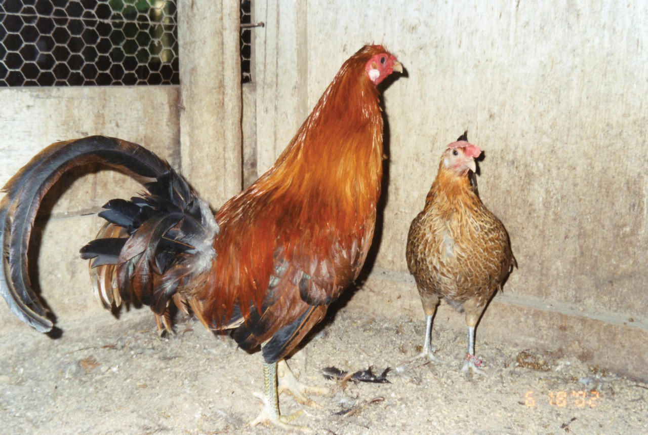 Ginger Red Standard Old English Chicks, Not Sexed